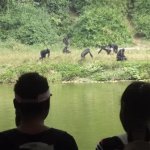 Sortie Bonobos