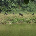 Sortie Bonobos