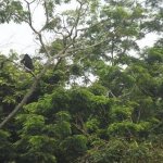 Sortie Bonobos