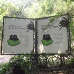 Sortie Bonobos